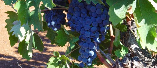 Tempranillo Grapes at the Zaleo Winery, Extremadura