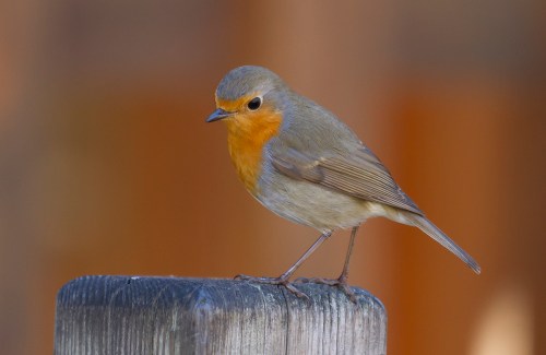 Robin Redbreast