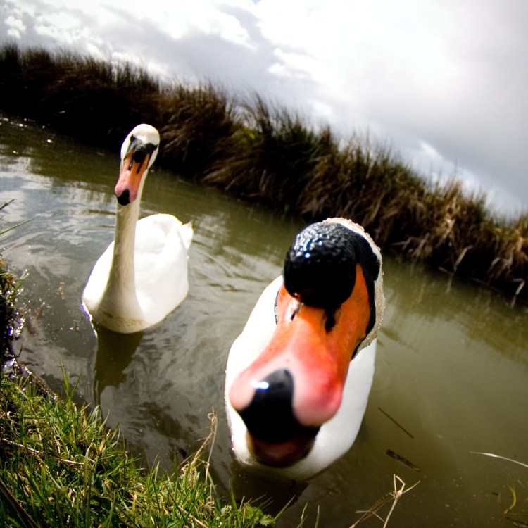 Angry Swans (Photo credit: Chris Frewin)