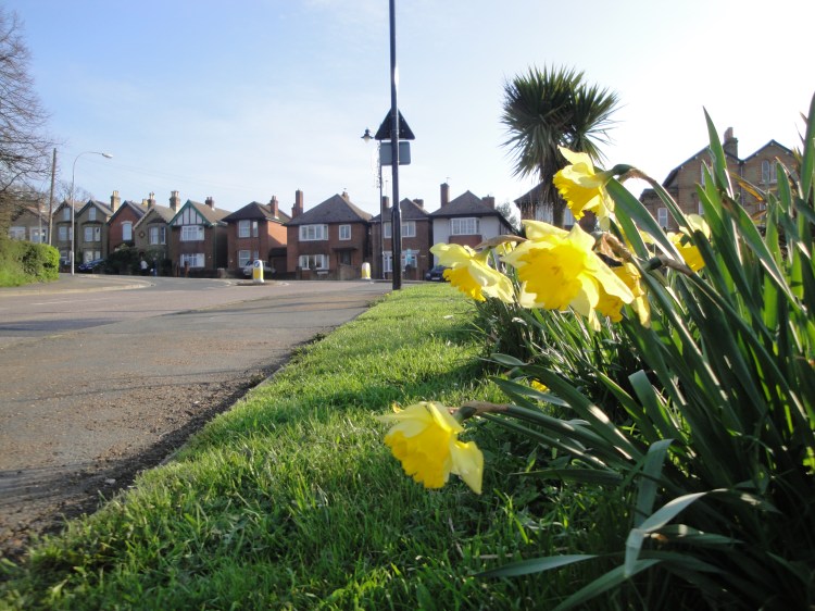 Daffodils at East Cowes Well Road (Photo credit: Wikipedia)