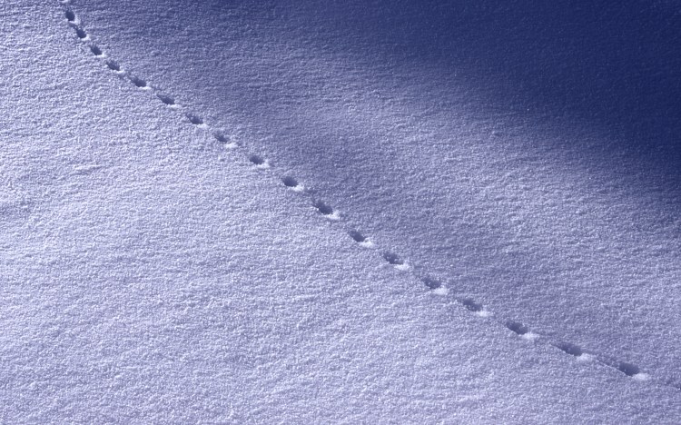 Mouse tracks in snow (Photo credit - Wikipedia)