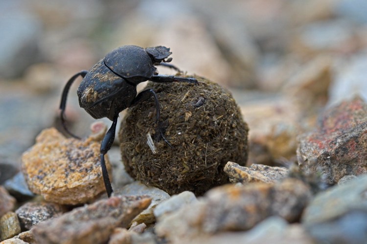 Sisyphus schaefferi dung beetle (Photo credit: Wikipedia)