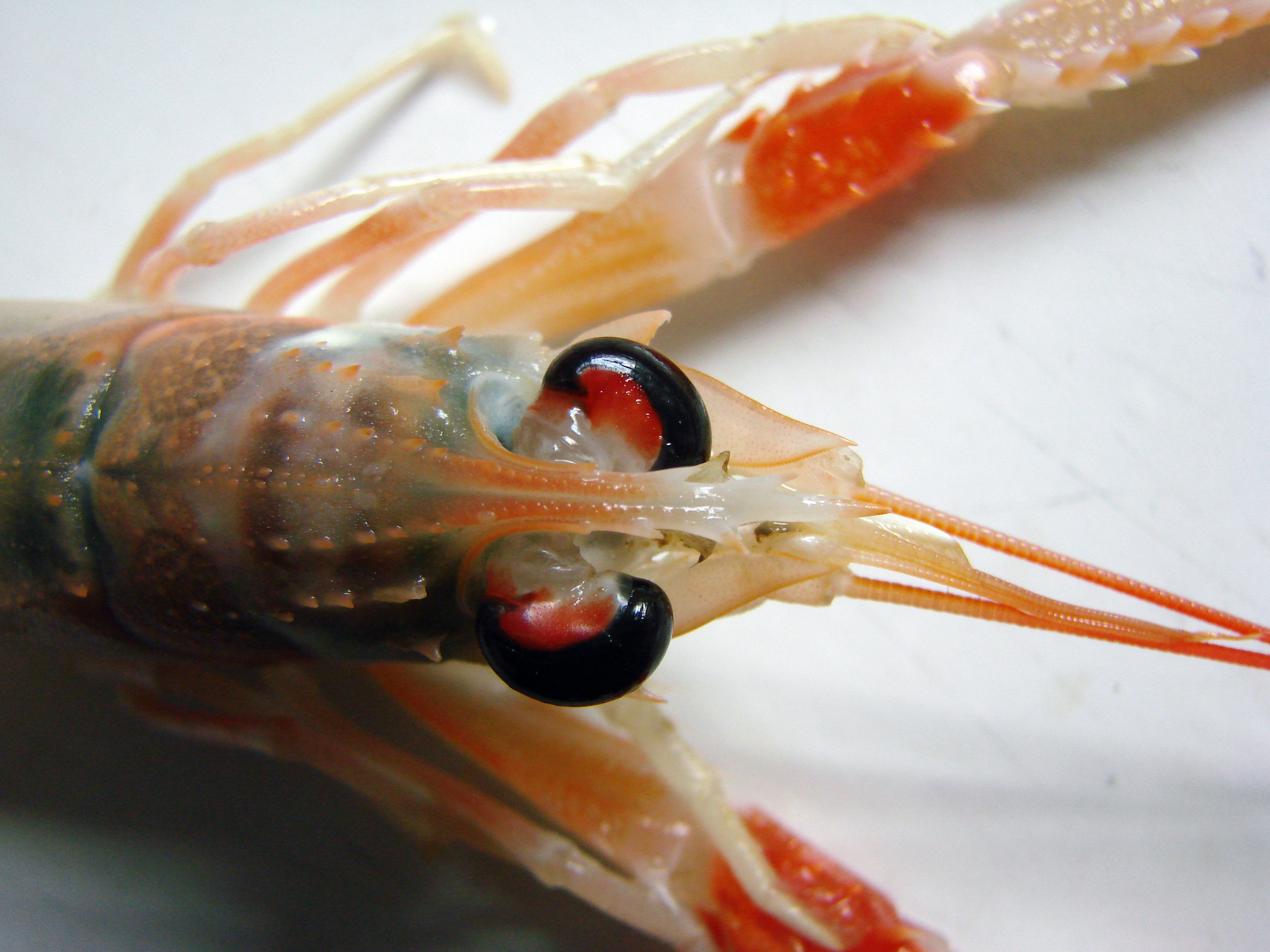 Langoustine (photo credit: Wikipedia)